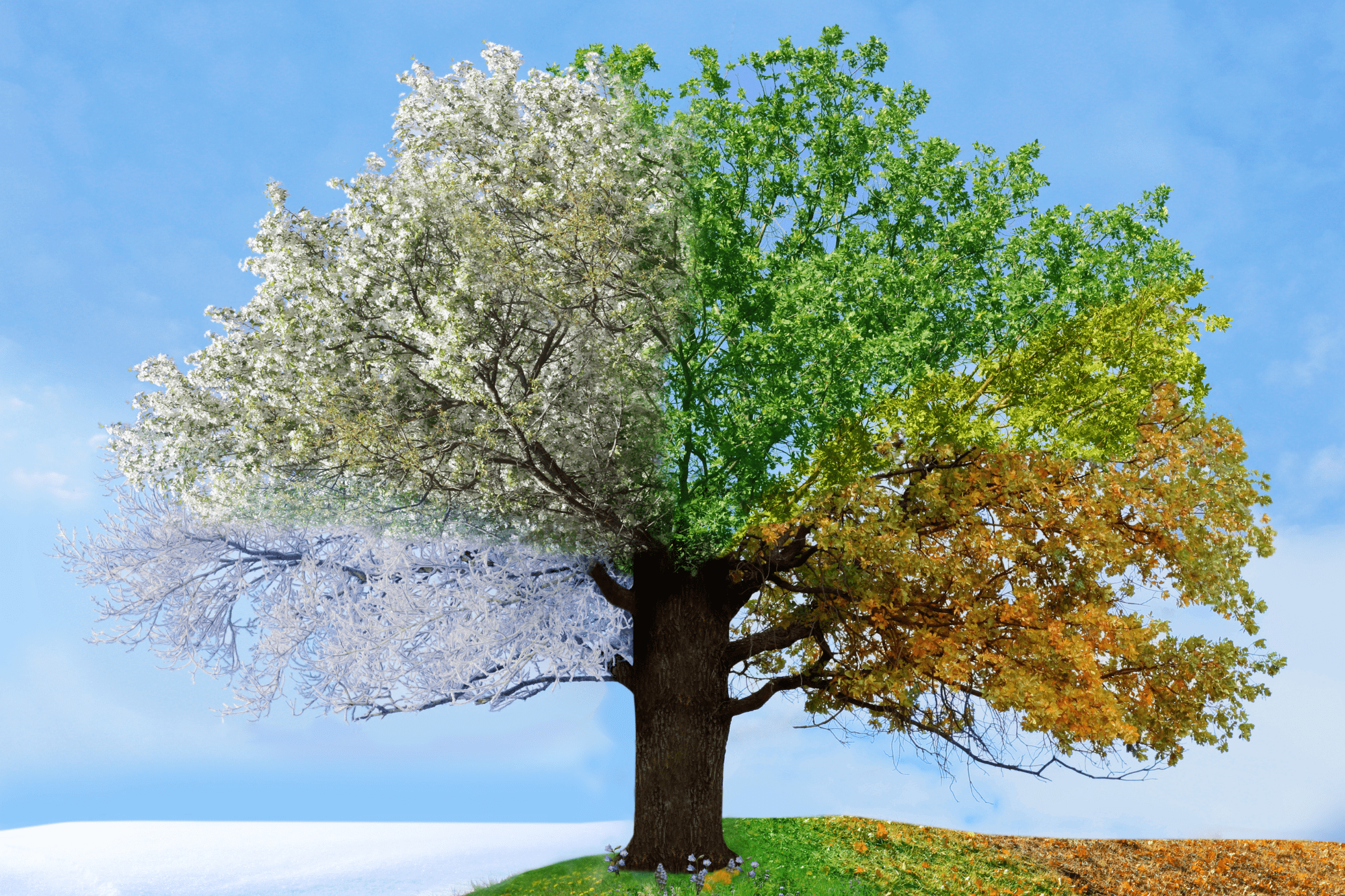 La Loi du Rythme est dans tout ce qui vit